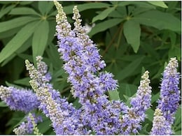 Nirgundi Medicinal Uses: साइटिका हो या स्लिप डिस्क, हर दर्द की दवा है छोटी सी बूटी निर्गुंडी