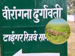 MP: वीरांगना रानी दुर्गावती टाइगर रिजर्व में बसेंगे चीते ! बाघ-तेंदुआ भी साथ, 15 साल पुराना सपना होगा साकार MP: वीरांगना रानी दुर्गावती टाइगर रिजर्व में बसेंगे चीते ! बाघ-तेंदुआ भी साथ, 15 साल पुराना सपना होगा साकार