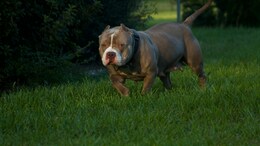 Dog Discovered Abandoned In US With Emotional Note From Previous Owner