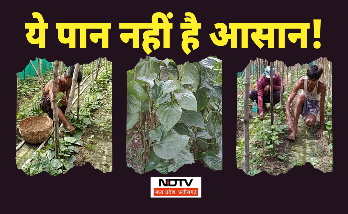 Paan Ki Kheti: यहां के बंगला पान की है देश भर में पहचान! जानिए किन समस्याओं से जूझ रहे हैं किसान