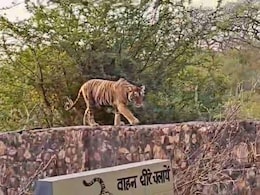 Rajasthan: फिर तीसरी बार बंद हुआ त्रिनेत्र गणेश मंदिर मार्ग, बाघिन रिद्धि और उसके शावकों के मूवमेंट के बाद लिया फैसला Rajasthan: फिर तीसरी बार बंद हुआ त्रिनेत्र गणेश मंदिर मार्ग, बाघिन रिद्धि और उसके शावकों के मूवमेंट के बाद लिया फैसला