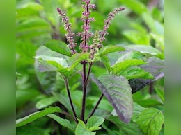Tulsi upay : ज्येष्ठ माह में करें तुलसी से जुड़े ये उपाय, जीवन में आएगी सुख-शांति और समृद्धि Tulsi upay : ज्येष्ठ माह में करें तुलसी से जुड़े ये उपाय, जीवन में आएगी सुख-शांति और समृद्धि