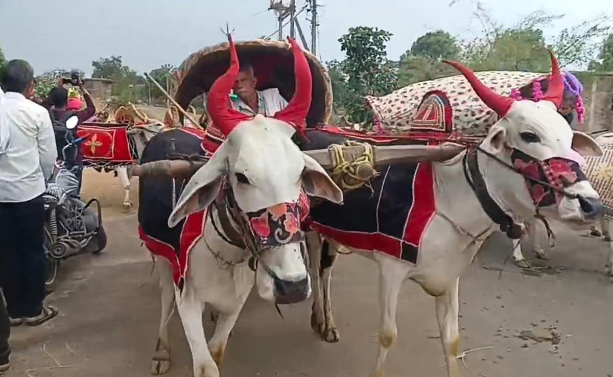 Anokhi Shadi: बालाघाट में बैलगाड़ी से बारात लेकर पहुंचे दूल्हे राजा, जानिए क्यों अपनाया ये तरीका?