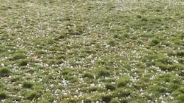 Indore Hailstorm: इंदौर में ओलावृष्टि के साथ तूफानी बारिश ! खेतों में बिछ गई बर्फ की चादर, कई इलाकों में बिजली गुल