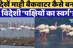 Mahi Backwater बना विदेशी 'पक्षियों का स्वर्ग'