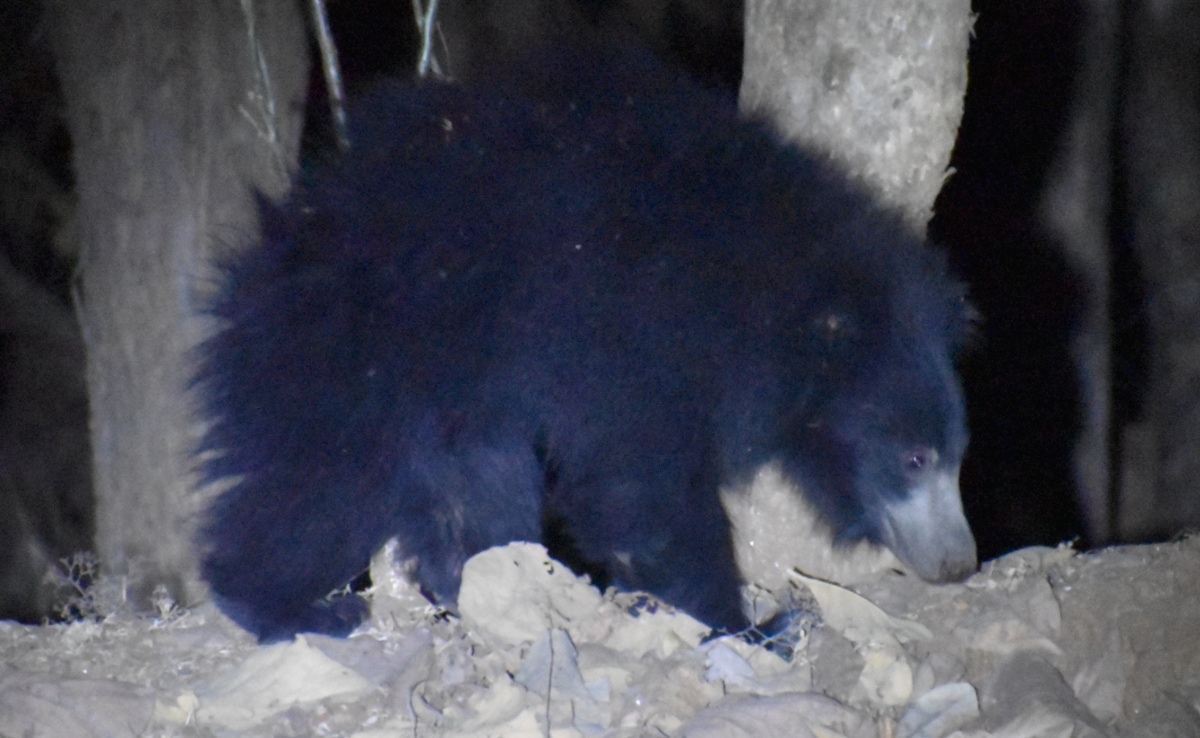 60-Year-Old Woman Mauled By Bear At Tea Estate In Tamil Nadu