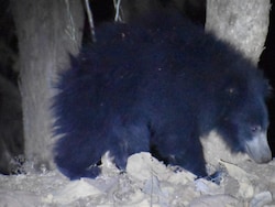 60-Year-Old Woman Mauled By Bear At Tea Estate In Tamil Nadu