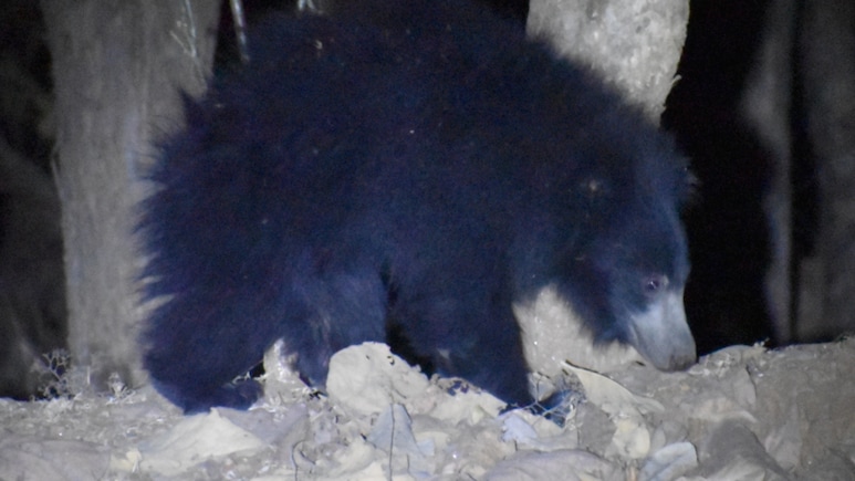 60-Year-Old Woman Mauled By Bear At Tea Estate In Tamil Nadu