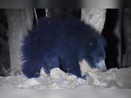 खेत में काम कर रहा था किसान, अचानक भालू ने किया हमला, फिर हुआ ये...