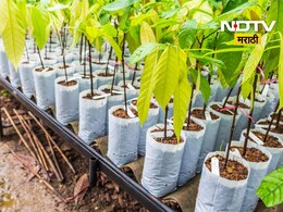 Beed Crime: वृक्षारोपणाच्या कार्यक्रमाला दांडी, माजी सैनिकाच्या कुटुंबाला बेदम मारहाण, 5 जण रुग्णालयात