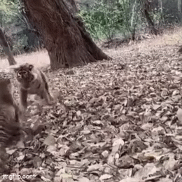 Rajasthan: रणथंभौर में दो टाइगरों के बीच हुई जबरदस्त लड़ाई, पर्यटकों ने कैमरे में कैद किया खौफनाक मंजर
