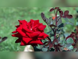 गुलाब की पंखुड़ियों से बने 'गुलकंद' को क्यों कहते हैं 'आयुर्वेदिक टॉनिक' 