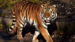 Tiger Attack: तेंदूपत्ता तोड़ने गए युवक को बाघ ने किया शिकार, शरीर के नीचे का हिस्सा खाया