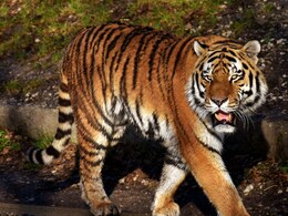 Tiger Attack: तेंदूपत्ता तोड़ने गए युवक को बाघ ने किया शिकार, शरीर के नीचे का हिस्सा खाया Tiger Attack: तेंदूपत्ता तोड़ने गए युवक को बाघ ने किया शिकार, शरीर के नीचे का हिस्सा खाया