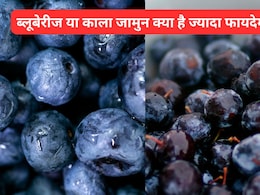 ब्लूबेरीज या काला जामुन, किससे मिलता है शरीर को ज्यादा फायदा, न्यूट्रिशनिस्ट ने गिनाए दोनों के फायदे  ब्लूबेरीज या काला जामुन, किससे मिलता है शरीर को ज्यादा फायदा, न्यूट्रिशनिस्ट ने गिनाए दोनों के फायदे