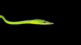 Rare Long-Snouted Vine Snake Spotted In UP's Dudhwa Tiger Reserve