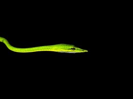 Rare Long-Snouted Vine Snake Spotted In UP's Dudhwa Tiger Reserve Rare Long-Snouted Vine Snake Spotted In UP's Dudhwa Tiger Reserve