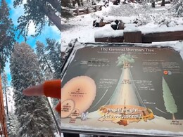 "Feels Like Narnia": California's Sequoia National Park Is A Wonder Waiting To Be Explored "Feels Like Narnia": California's Sequoia National Park Is A Wonder Waiting To Be Explored