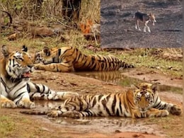 PTR : पन्ना टाइगर रिजर्व में फिर ऐसी गलती क्यों? बाघ की मौत से भी नहीं लिया गया सबक