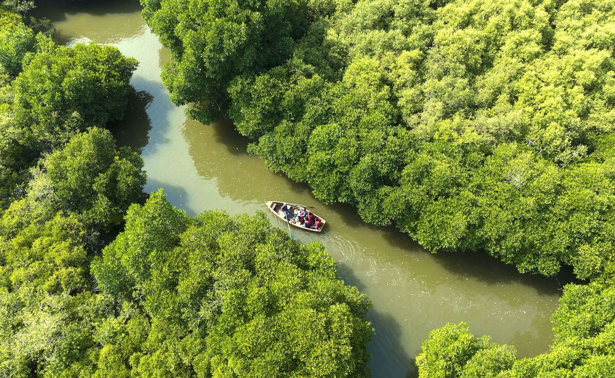 Pichavaram Mangroves, Tamil Nadu offer serene boat rides. Pichavaram Mangroves, Tamil Nadu offer serene boat rides.