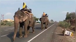 14 दिन 25 कैमरे और 150 वनकर्मी, फिर भी पकड़ में नहीं आया शातिर बाघ, अब STR से आए दो हाथी