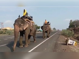 14 दिन 25 कैमरे और 150 वनकर्मी, फिर भी पकड़ में नहीं आया शातिर बाघ, अब STR से आए दो हाथी 14 दिन 25 कैमरे और 150 वनकर्मी, फिर भी पकड़ में नहीं आया शातिर बाघ, अब STR से आए दो हाथी