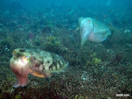 Do Sea Creatures Wave At Each Other? Cuttlefish Study Surprises Scientists Do Sea Creatures Wave At Each Other? Cuttlefish Study Surprises Scientists