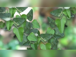 आयुर्वेदिक जादुई पौधा पातालगरुड़ी नशा छुड़ाने में मददगार, जानिए कैसे काम करती है ये जड़ी-बूटी