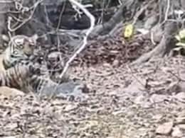 SawaiMadohpur News: रणथंभौर से फिर आई खुशखबरी, बाघों का बढ़ा कुनबा, बाघिन शक्ति ने दिया दो नन्हे शावकों को जन्म