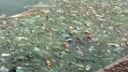 Bhilwara News: भीलवाड़ा के धानदोलाई तलाई में अचानक मरीं हज़ारों मछलियां, बस्तियों में फैली दुर्गंध&nbsp;