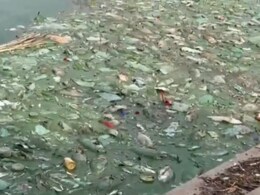 Bhilwara News: भीलवाड़ा के धानदोलाई तलाई में अचानक मरीं हज़ारों मछलियां, बस्तियों में फैली दुर्गंध 