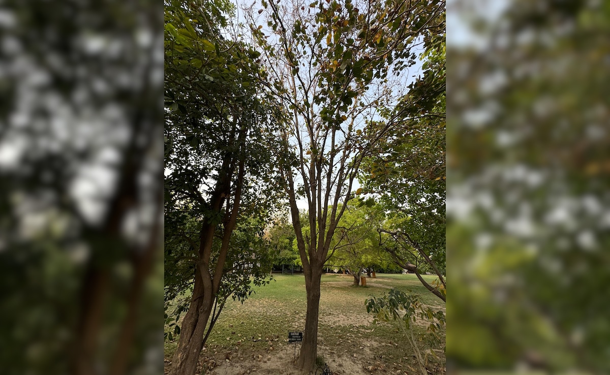 Kachnar tree planted by late actor Irrfan Khan. Photo: Author Kachnar tree planted by late actor Irrfan Khan. Photo: Author