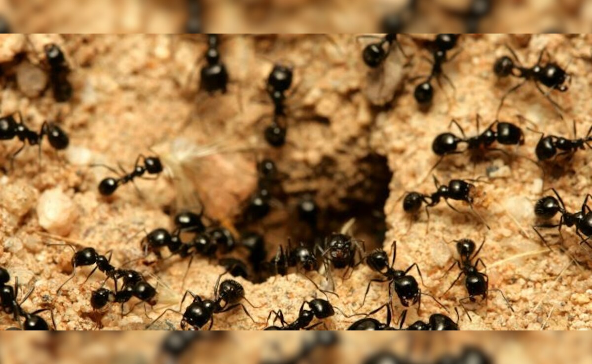 Latest and Breaking News on NDTV Latest and Breaking News on NDTV