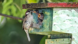10 Notable State Birds Of India And Where To Spot Them
