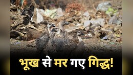 Vulture Conservation: लापरवाही की हदें पार! तीन गिद्धों की भूख से हो गई मौत, वन विभाग के कारण उजड़ गया संरक्षण का सपना