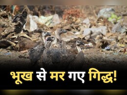 Vulture Conservation: लापरवाही की हदें पार! तीन गिद्धों की भूख से हो गई मौत, वन विभाग के कारण उजड़ गया संरक्षण का सपना Vulture Conservation: लापरवाही की हदें पार! तीन गिद्धों की भूख से हो गई मौत, वन विभाग के कारण उजड़ गया संरक्षण का सपना