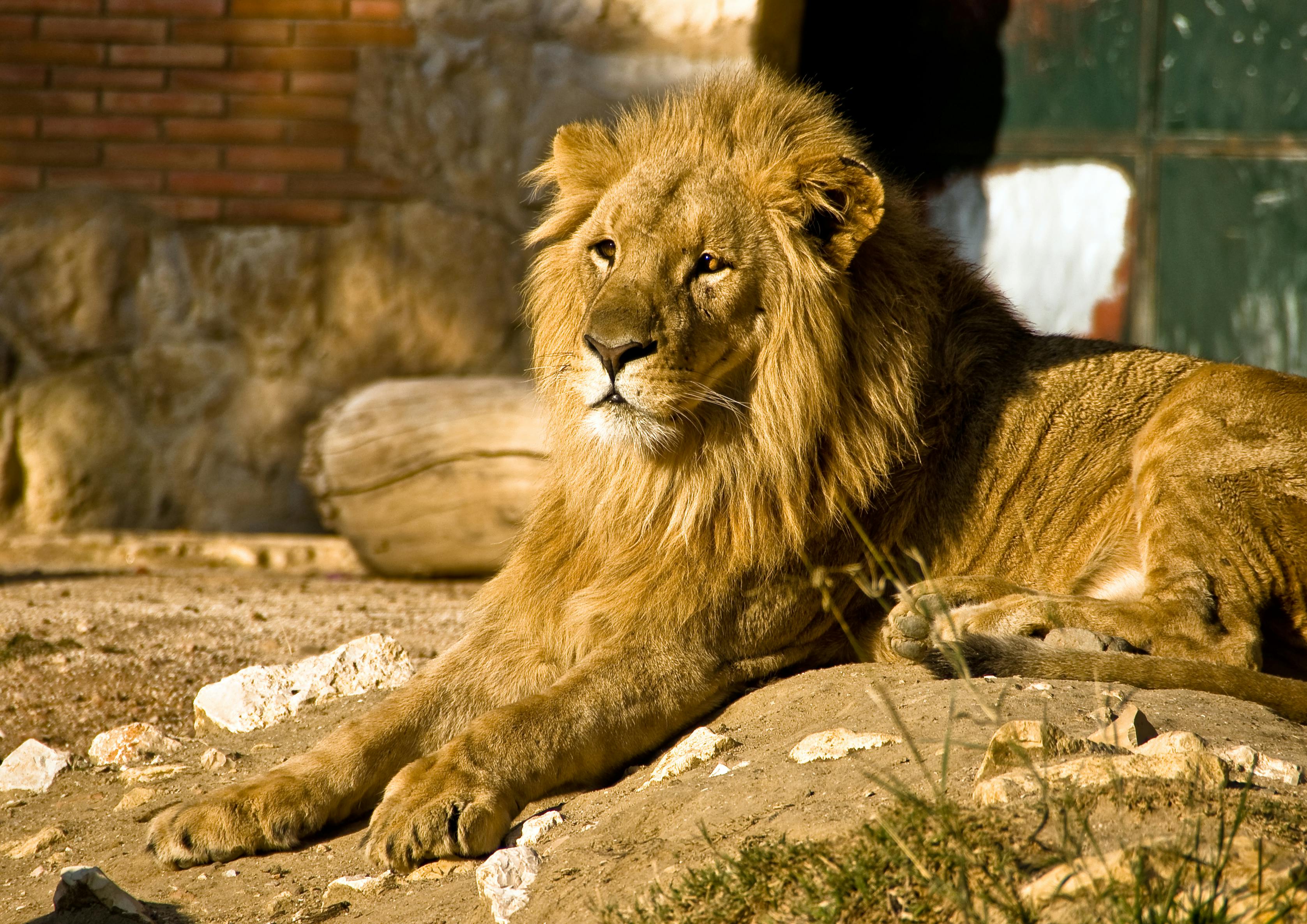 Lion Missing Overnight At Tamil Nadu Zoo, Found Safe Inside Safari Zone