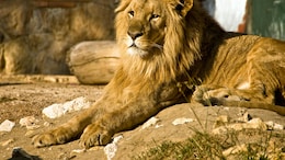 Missing Lion At Tamil Nadu Zoo Found In Safari Zone After Overnight Panic
