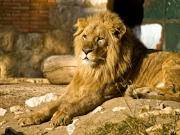 50-Year-Old Woman Loses Arm In Horrifying Lion Attack At Popular Australian Zoo 50-Year-Old Woman Loses Arm In Horrifying Lion Attack At Popular Australian Zoo