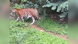 Tripura Zoo Witnesses Birth Of 3 Tiger Cubs For First Time In 53-Year History