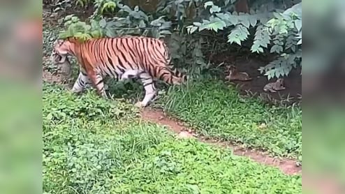 सिवनी में बाघ ने युवक को बनाया शिकार, ग्रामीणों ने शव रख NH-44 पर किया चक्का जाम