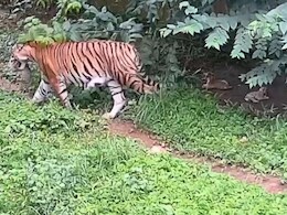 सिवनी में बाघ ने युवक को बनाया शिकार, ग्रामीणों ने शव रख NH-44 पर किया चक्का जाम सिवनी में बाघ ने युवक को बनाया शिकार, ग्रामीणों ने शव रख NH-44 पर किया चक्का जाम