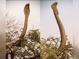 पेड़ से कई फुट ऊपर फन फैलाकर बैठा था King Cobra, साइज देख छूटे लोगों के पसीने पेड़ से कई फुट ऊपर फन फैलाकर बैठा था King Cobra, साइज देख छूटे लोगों के पसीने