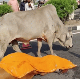 Video: सड़क हादसे में गाय की मौत पर तड़प उठा सांड, शव के चारों ओर घूम-घूमकर रोया और चिल्लाता रहा
