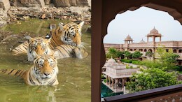 Why Ranthambore National Park Is So Famous And The Best Places To Stay In