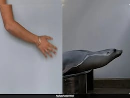 Watch: Ronan The Sea Lion Demonstrates Superior Rhythm Skills Over Humans Watch: Ronan The Sea Lion Demonstrates Superior Rhythm Skills Over Humans