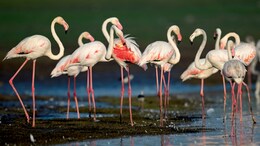 8 Best Places To Spot Flamingos In India