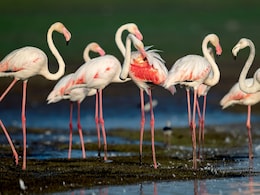8 Best Places To Spot Flamingos In India 8 Best Places To Spot Flamingos In India