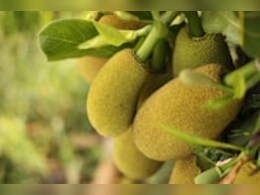 इस मॉनसून घर में लगाएं कटहल का पौधा, इस ट्रिक से जल्‍दी आ जाएंगे फल