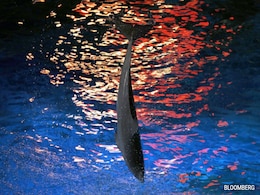 Ex-CEO Of Ocean Theme Parks Defends Record After Dolphin Deaths Ex-CEO Of Ocean Theme Parks Defends Record After Dolphin Deaths